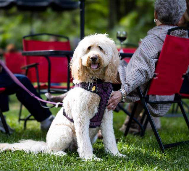 A dog at RiverView Winery in Jermyn, PA