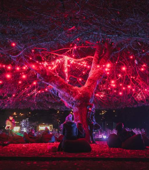 People interacting with illuminating light display under a tree