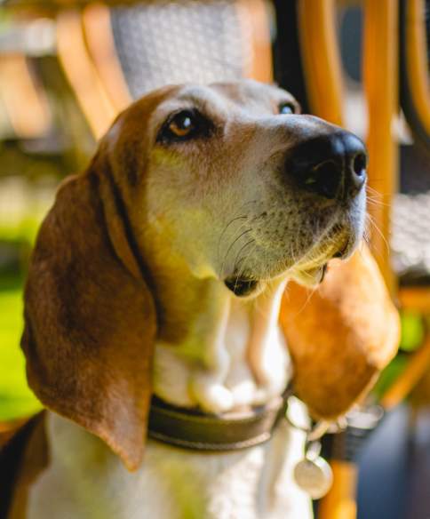 Dog sat next to chair on outdoor terrace