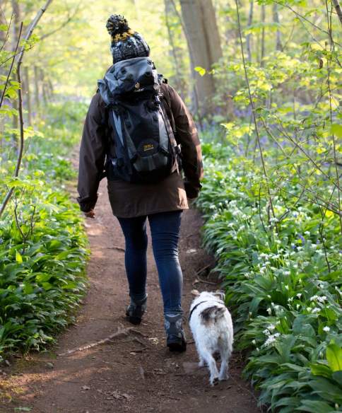 Woman walking a small white dog through bluebells in a wood in Bristol