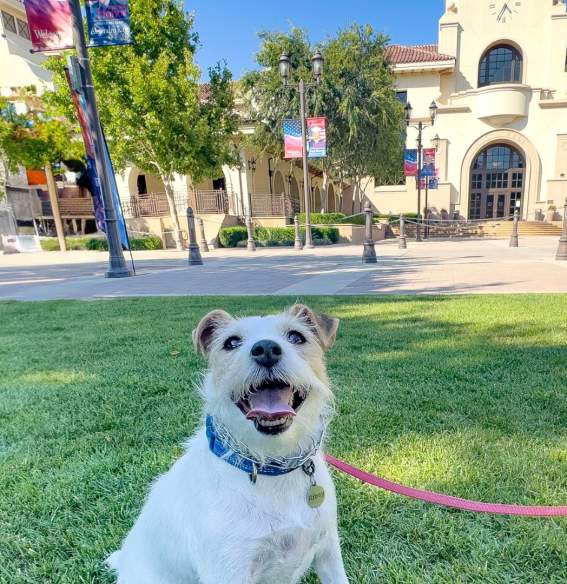 Dog Friendly Places in Temecula Valley