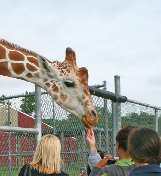 African Wildlife Safari