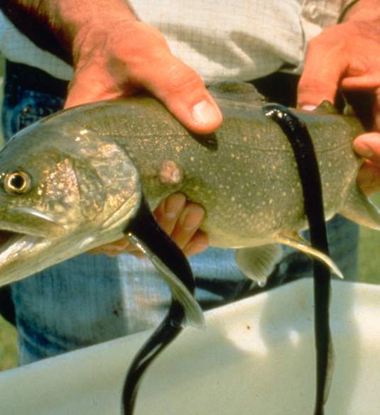 Live Sea Lamprey