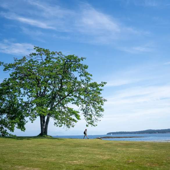 A person walking away from a big tree.