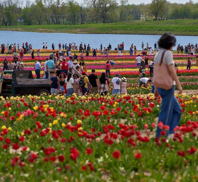 2025 Tulip Fest