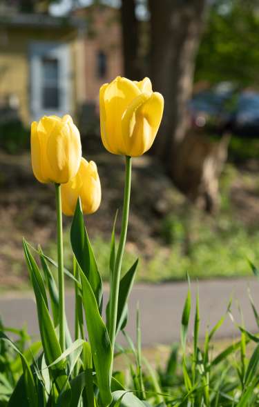 Three yellow tulips perk up along a sidewalk. A couple of people are walking on the sidewalk in the background.