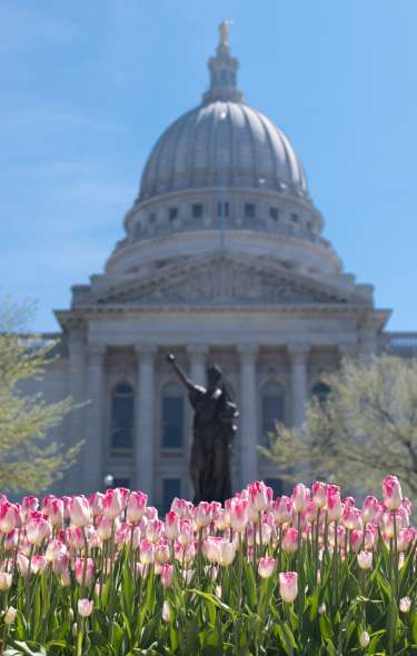 Pink tulips cover the lawn outside the Capitol building. The Forward statue and the Capitol building are in the background.