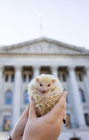 A person holds a pale blonde hedgehog in front of the Capitol building.