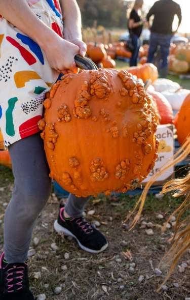 A child carries a large pumpkin through a pumpkin patch