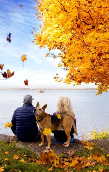A dog looks up at falling leaves next to two people sitting on a lakeshore with their backs to the camera