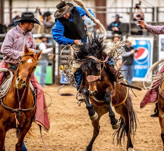 Three cowboys on horses competing in rodeo event