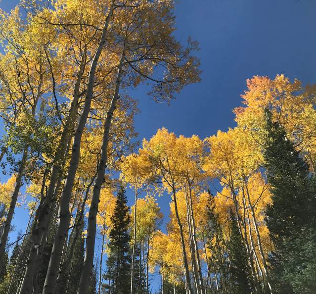 Upward view of aspen trees in the fall