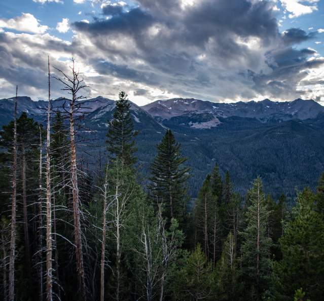 Trees & Mountains