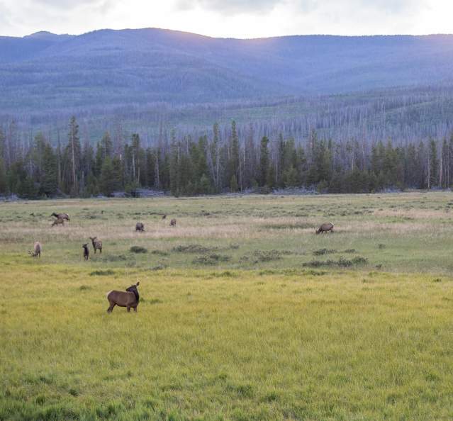 Elk herd in Rocky Mountain National Park