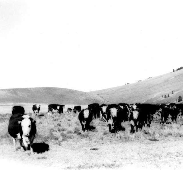 Historic photo of cows in a pasture