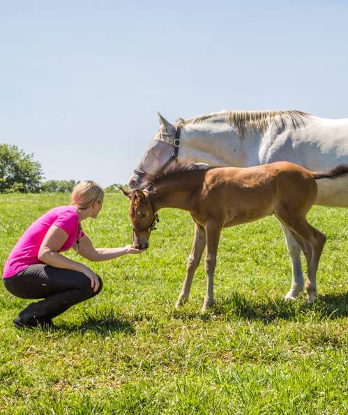 Kismet Farm Horses