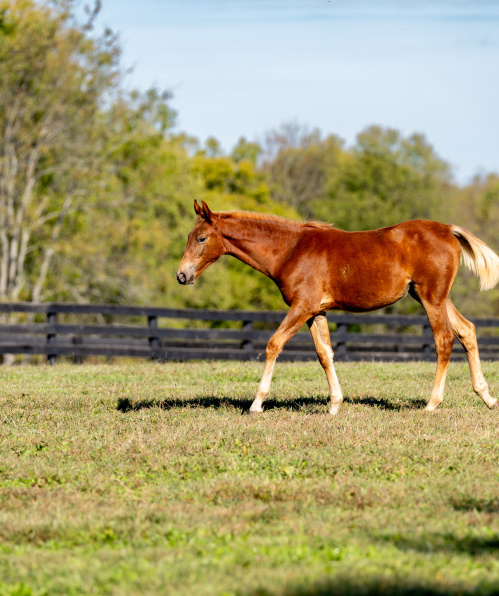 HorseSensing Foal