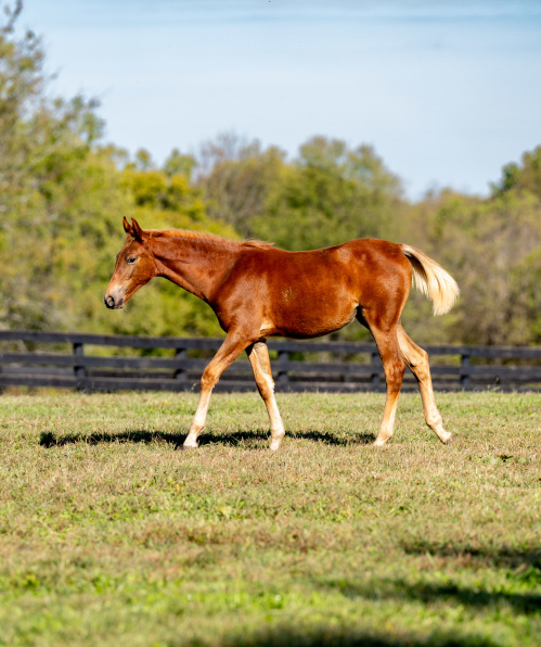 HorseSensing Foal