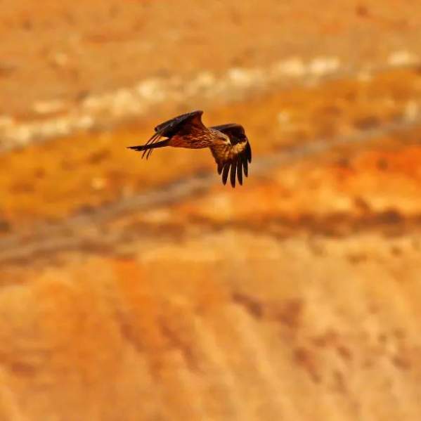 Hawk