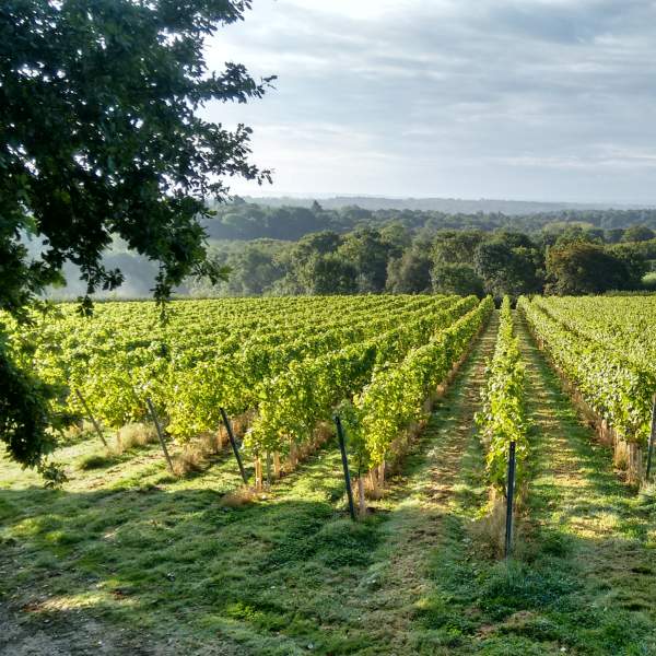 Rows of vines at a Sussex vineyard