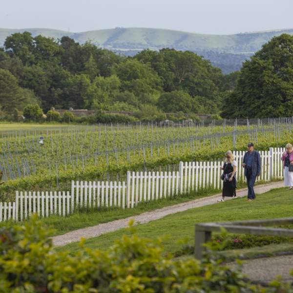 Leonardslee Vineyard tour walking alongside the vines
