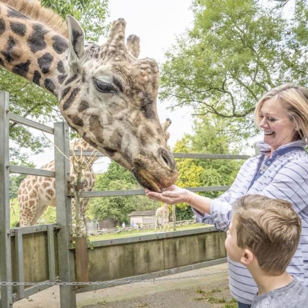 Attractions in Devon
