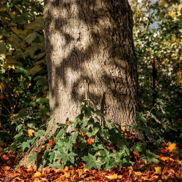 Photograph of the bottom of a tree trunk in a Portsmouth park