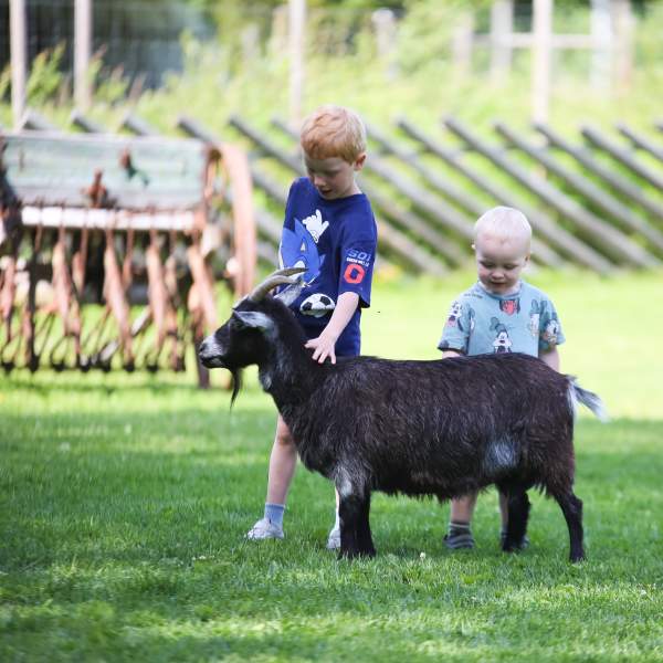 Barn hilser på en geit i Tangen dyrepark