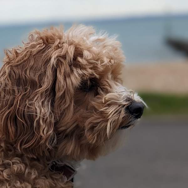 Photograph of a curly-haired dog in Southsea