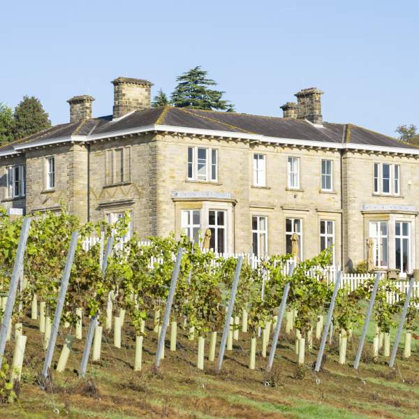 Rows of vines in front of a grand house at Leonardslee Gardens and Vineyard