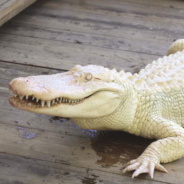 Wild Florida Airboats and Gator Park albino