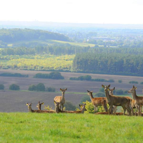 A herd of deer on a hillside with countryside in background