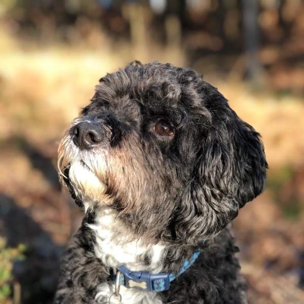 A black and white cute dog looking up