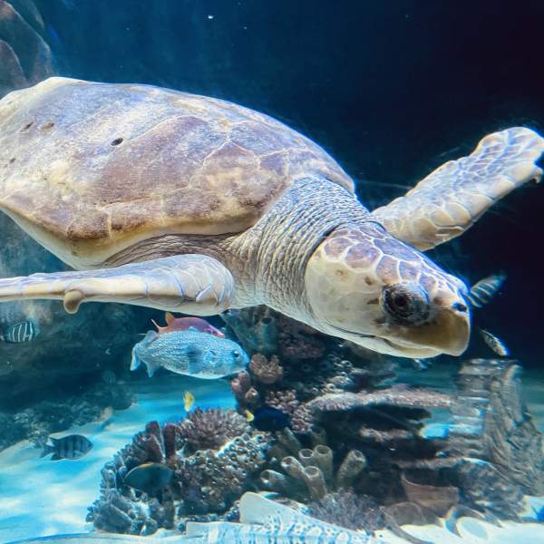 Vote for Your Favorite Animal co-promotion with Frontier - Ted