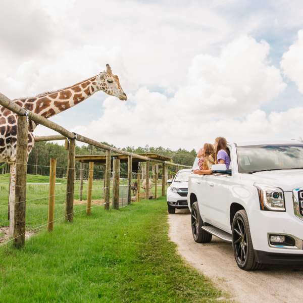 Cars driving by a giraffe at Wild Florida Airboats and Gator Park