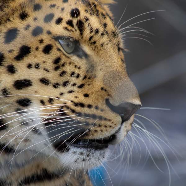 Central Florida Zoo & Botanical Gardens Amur leopard