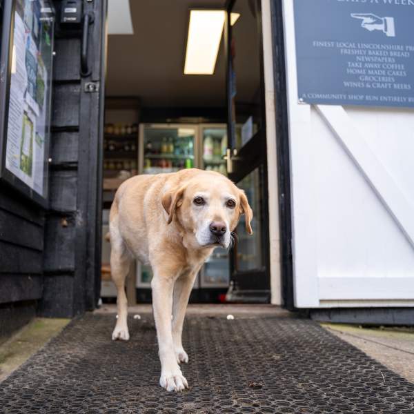 a dog walking out of a doorway towards the camera