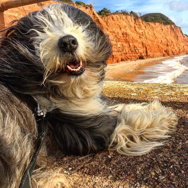 Beaded Collie on a beach