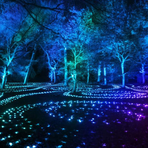 A light display at night with trees and waves of light on the floor