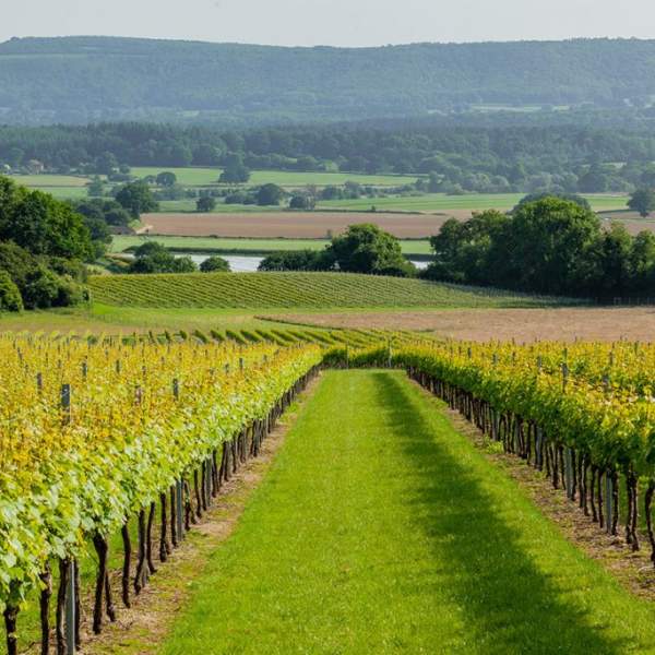 Two rows of vines looking down to rolling hills and countryside at Roebuck Estate, Sussex
