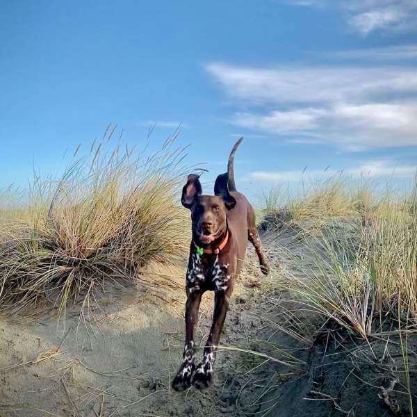 Dog running in sand dunes at West Wittering beach