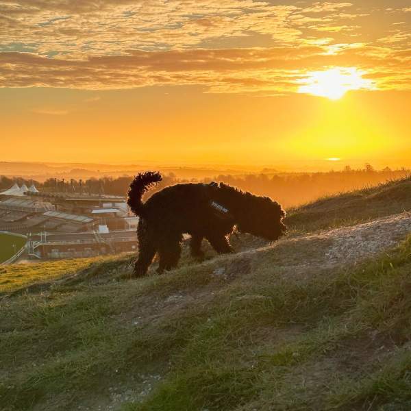 Dog on Trundle