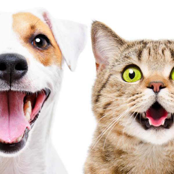 Portrait of cute dog Jack Russell Terrier and cheerful cat Scottish Straight isolated on white background