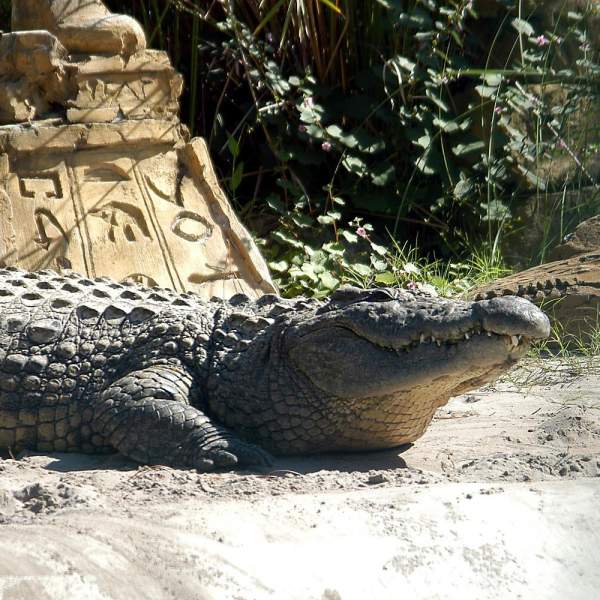 Gatorland alligator