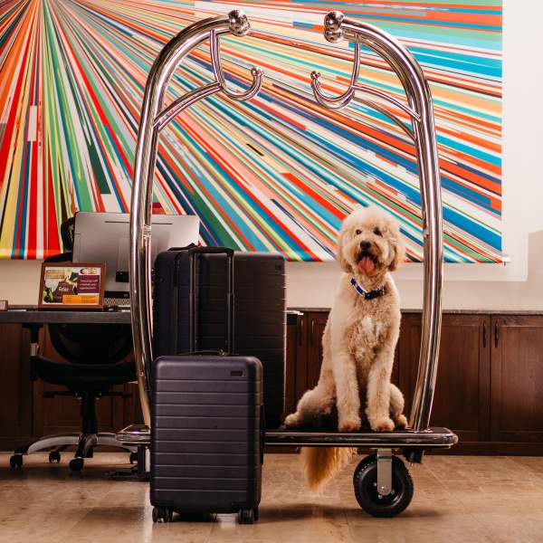 Dog sitting on a luggage cart at The Alfond Inn