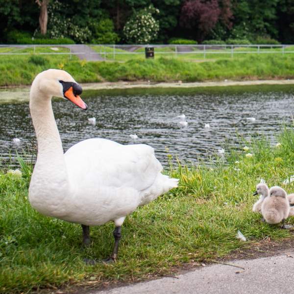 Two swans and three cygnets at Hilsea Lines