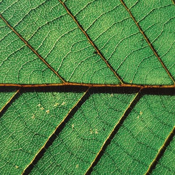 Close up detail of a leaf