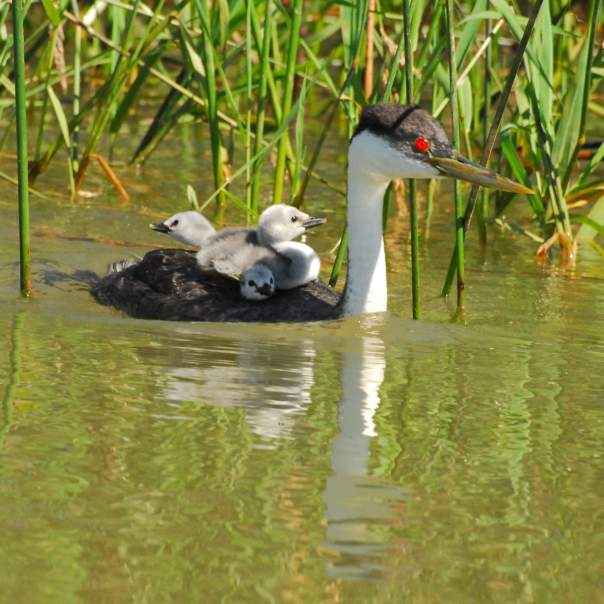 Western Grebe with babies by Elisabeth Lake