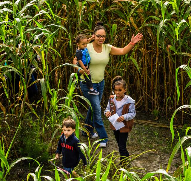 Image of mother with three children in a corn maze