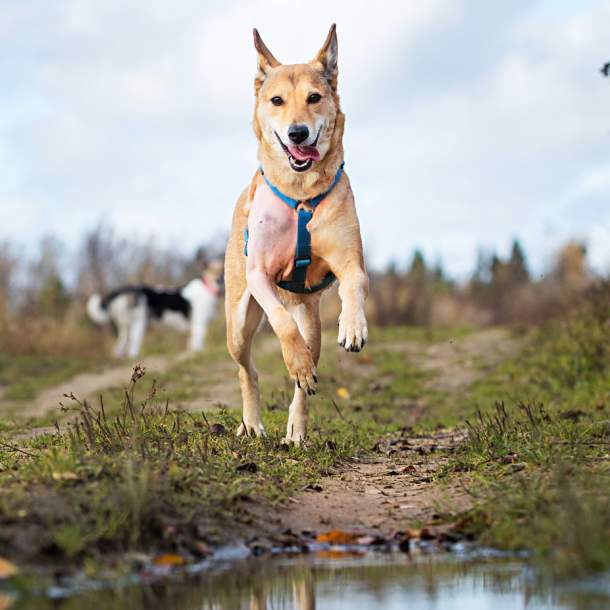 dog friendly ottery st mary